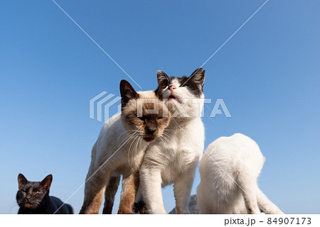 顔を寄せ合う二匹の猫 顔を寄せ合う二匹の猫 84907173