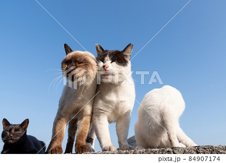 顔を寄せ合う二匹の猫 顔を寄せ合う二匹の猫 84907174
