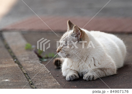 のんびり過ごす猫 のんびり過ごす猫 84907176