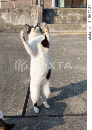 おもしろポーズの猫 黒白猫 おもしろポーズの猫 黒白猫 84907180