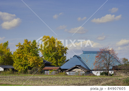 五泉市黄金の里　秋の風景　イチョウの黄葉 84907605