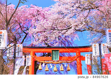 赤い鳥居と満開の桜 84907626
