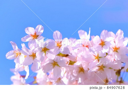 快晴の青空と満開の染井吉野 84907628