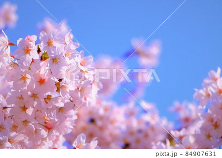 快晴の青空と満開の染井吉野 快晴の青空と満開の染井吉野 84907631