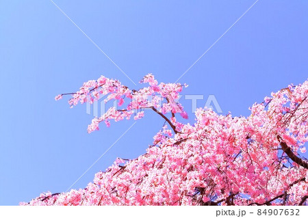 快晴の青空とピンクの枝垂れ桜 84907632