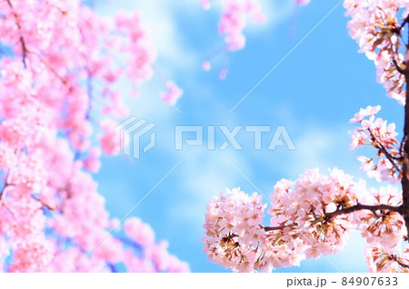 快晴の青空と満開の桜 快晴の青空と満開の桜 84907633