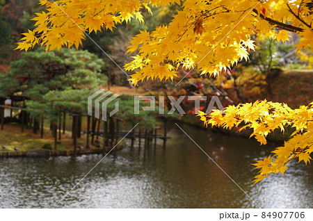 五十公野御茶屋庭園の紅葉 84907706