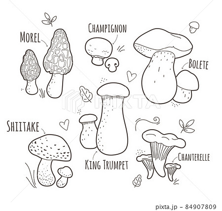Set of edible mushrooms with elements and titel.Black and white vector illustration 84907809