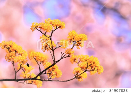 美しい山茱萸の花 美しい山茱萸の花 84907828