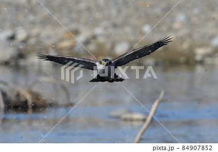 大鷹の飛翔 大鷹の飛翔 84907852