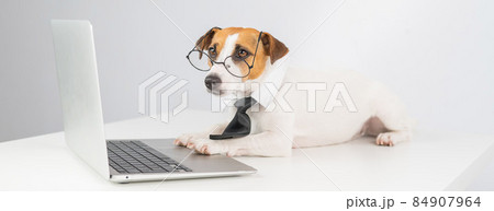 Jack russell terrier dog in glasses and tie works on laptop on white background. 84907964