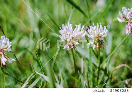 Insect on a meadow flower. A bee on a clover flower. White wildflower. 84908088