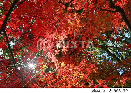 埼玉県川越市小仙波町　天台宗別格本山中院の逆光の紅葉モミジ 84908130