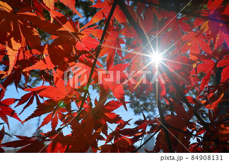 埼玉県川越市小仙波町　天台宗別格本山中院の逆光の紅葉モミジ 84908131