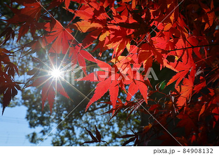 埼玉県川越市小仙波町　天台宗別格本山中院の逆光の紅葉モミジ 84908132