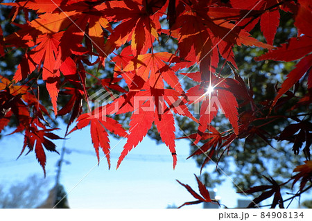 埼玉県川越市小仙波町　天台宗別格本山中院の逆光の紅葉モミジ 84908134