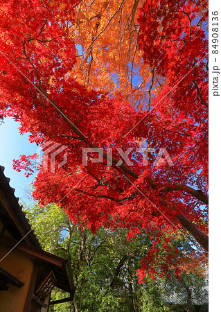 埼玉県川越市小仙波町 天台宗別格本山中院の紅葉モミジ 埼玉県川越市小仙波町 天台宗別格本山中院の紅葉モミジ 84908136