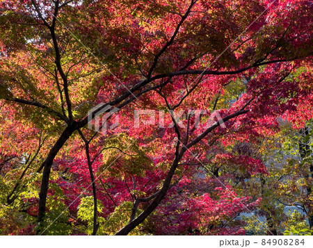 秋の高松市立中央公園 秋の高松市立中央公園 84908284