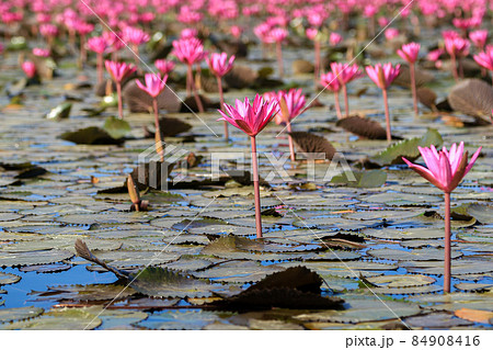 Beautiful red lotus flowers in Bueng Boraphet, Nakhon Sawan Province. 84908416