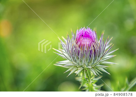 Wild-growing thistle Wild-growing thistle 84908578