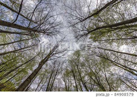 Tall trees Tall trees 84908579