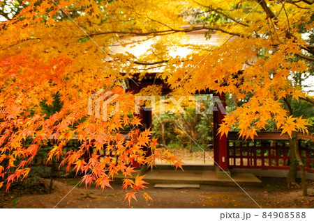 薦神社の紅葉 84908588