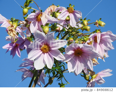 皇帝ダリア 84908612