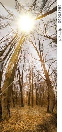 Majestic dark dense autumn forest panoramic vertical banner Majestic dark dense autumn forest panoramic vertical banner 84908669