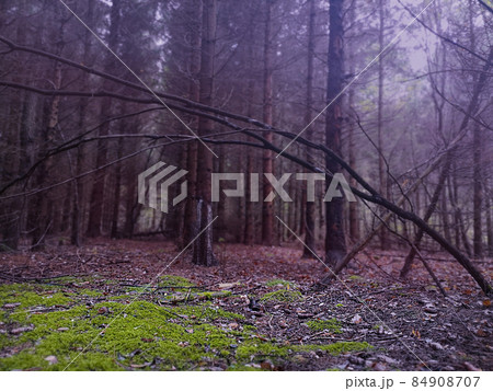 Mysterious surreal light in foggy forest. Lovely fairytale in magic autumn forest. Mysterious surreal light in foggy forest. Lovely fairytale in magic autumn forest. 84908707