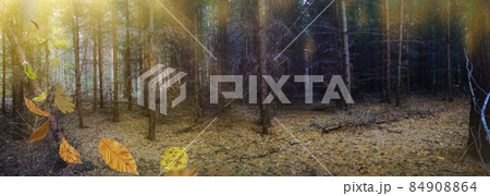 Panoramic banner of mysterious fairy fall forest with leaves falling to the ground. Leaves flying falls to the ground Panoramic banner of mysterious fairy fall forest with leaves falling to the ground. Leaves flying falls to the ground 84908864