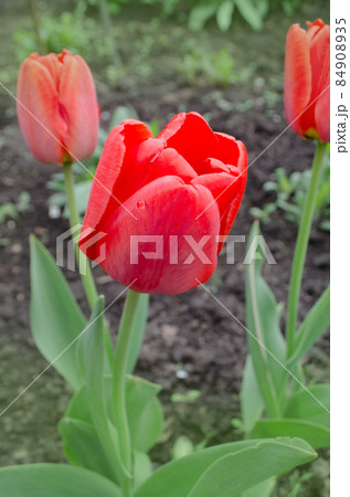 Red spring blooming tulip Red spring blooming tulip 84908935