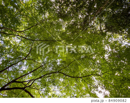 仲秋の栗林公園（10月上旬・モミジ） 84909082