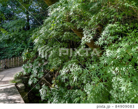 仲秋の栗林公園(10月上旬・モミジ) 仲秋の栗林公園(10月上旬・モミジ) 84909083