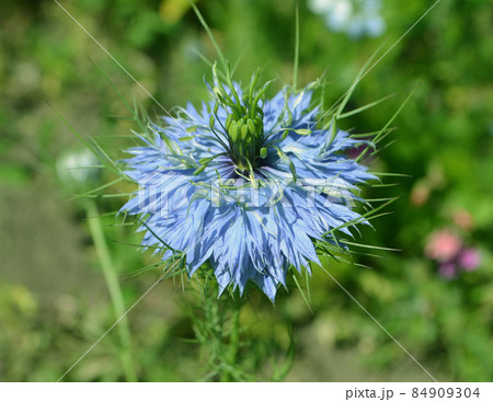 Nigella damascene flower 84909304