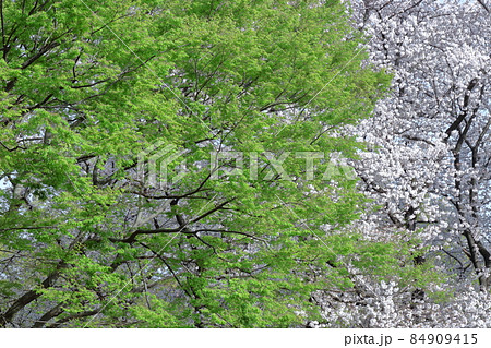 緑萌える 84909415