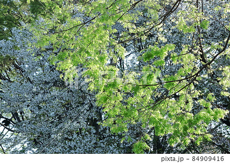 緑萌える 84909416