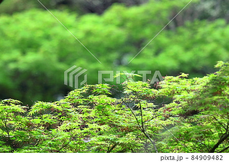緑萌える 84909482