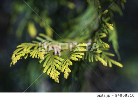 【植物】日に照らされて葉先が金色に輝くニオイヒバ 84909510