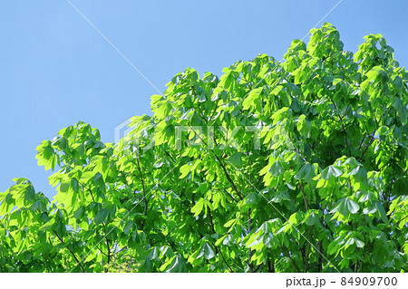 緑萌える 84909700