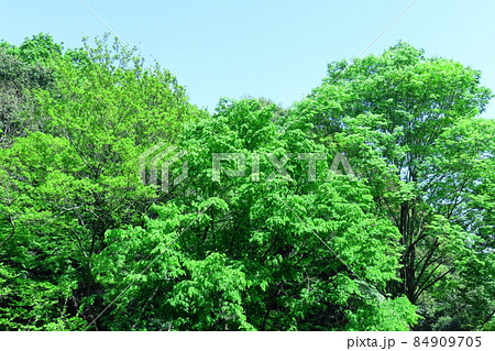緑萌える 84909705