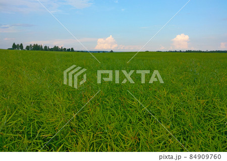 A green field in the countryside against a blue sky. Agriculture. A sunny day. Farmers. A green field in the countryside against a blue sky. Agriculture. A sunny day. Farmers. 84909760