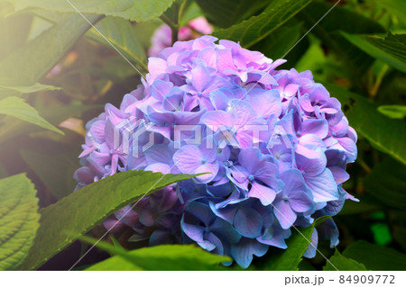 Blooming purple hydrangea in the park in the spring. 84909772