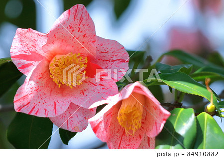 厳冬に凛と咲く 84910882