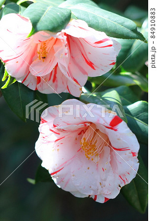 厳冬に凛と咲く 84910883