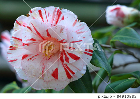 厳冬に凛と咲く 厳冬に凛と咲く 84910885