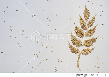 Spikelet from grains. Oat grains. On a white background. Copy space. 84910904