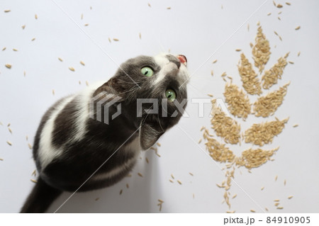 Meowing cat with a spikelet from grains. Oat grains. 84910905