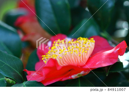 厳冬に凛と咲く 84911007