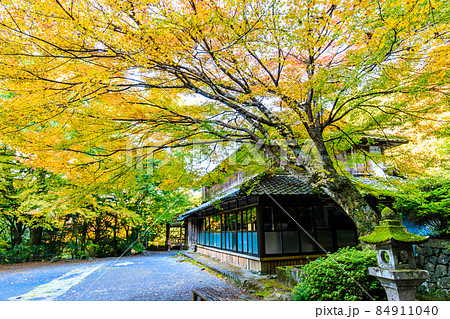 大雄寺の五百羅漢（富川渓谷）の紅葉　【長崎県諫早市】 84911040
