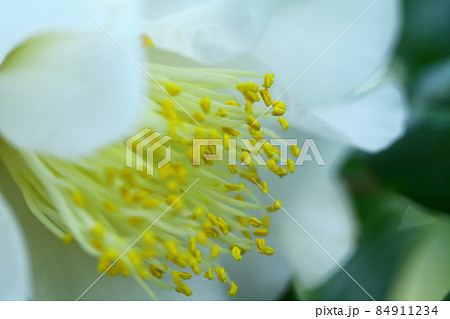 厳冬に凛と咲く 84911234